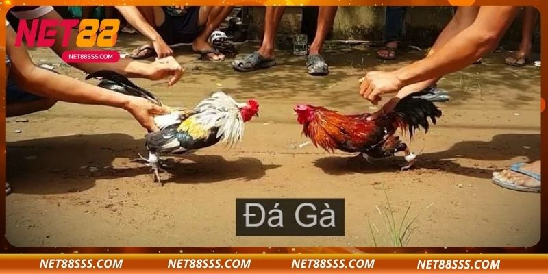 Khái quát về đá gà đơn tại NET88 - Trò chơi truyền thống đậm nét hiện đại
