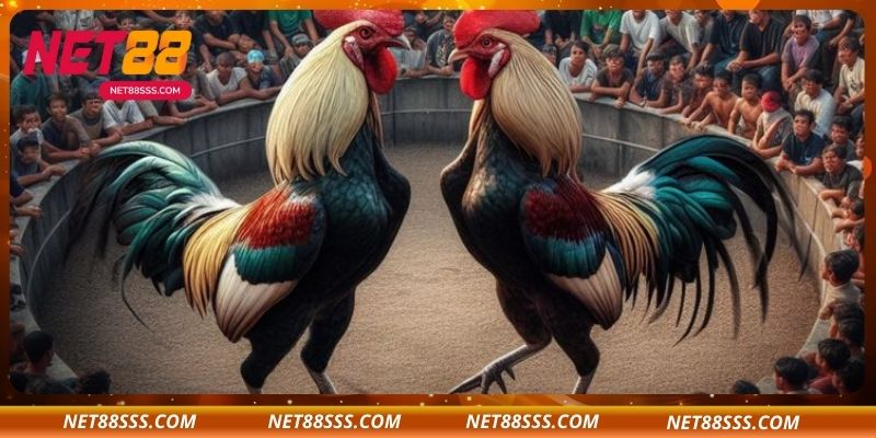 Các yếu tố ảnh hưởng đến kết quả đá gà đơn tại NET88 – Phân tích và dự đoán