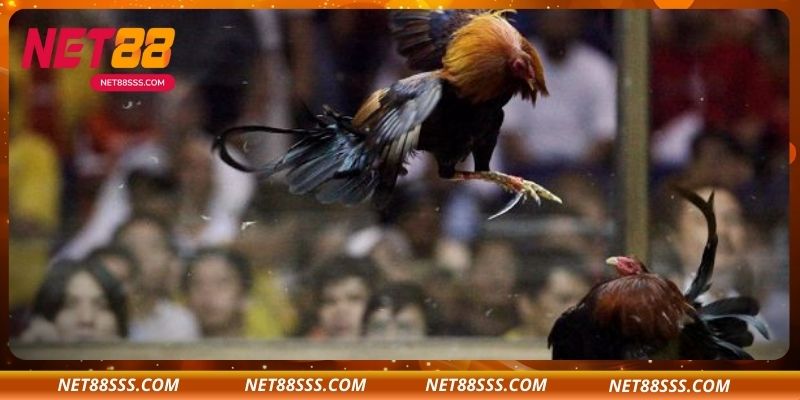 Hướng dẫn chơi đá gà đơn tại NET88 – Các bước từ cơ bản đến nâng cao