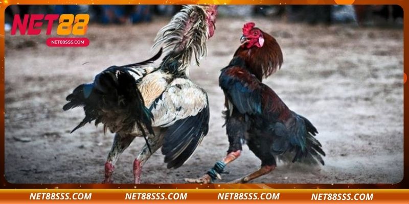 FAQs – Những câu hỏi thường gặp về đá gà SV388 tại NET88