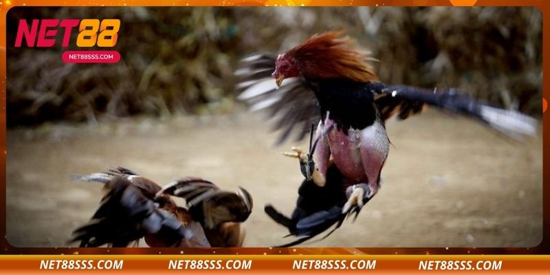 Đặc Điểm Nổi Bật Của Đá Gà Trực Tiếp C1 Tại NET88