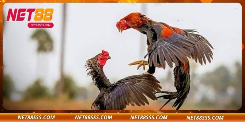 Lợi Ích Khi Tham Gia Đá Gà Trực Tiếp C1 Tại NET88