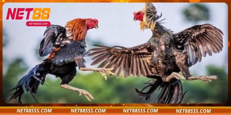 Các Loại Cược Phổ Biến Trong Đá Gà Trực Tiếp Tại NET88