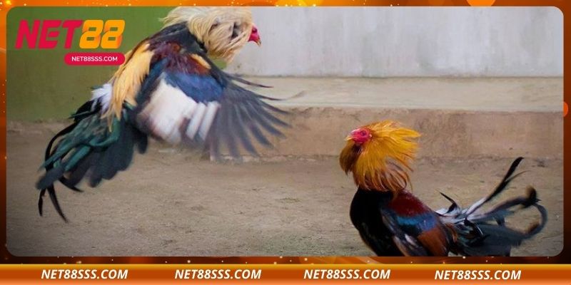 Lịch sử hình thành và phát triển của đá gà NET88