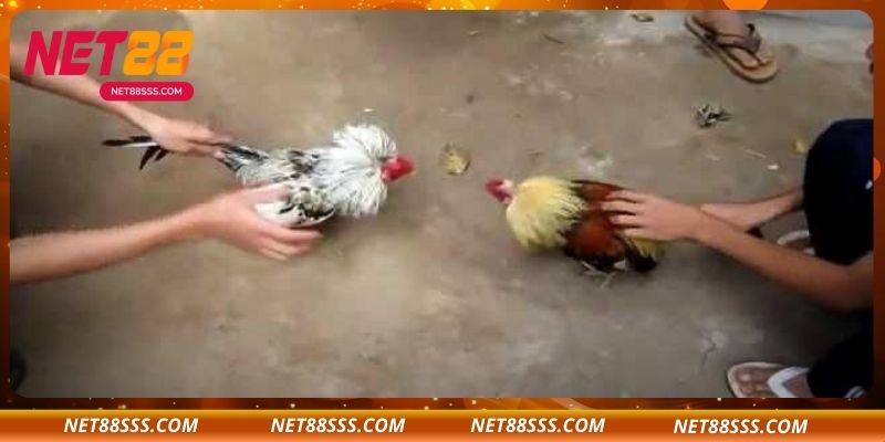 Một số điểm nổi bật và lợi ích của đá gà SV388 tại NET88